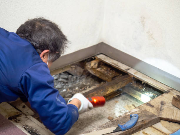 Best Commercial Mold Removal  in Roberts, WI