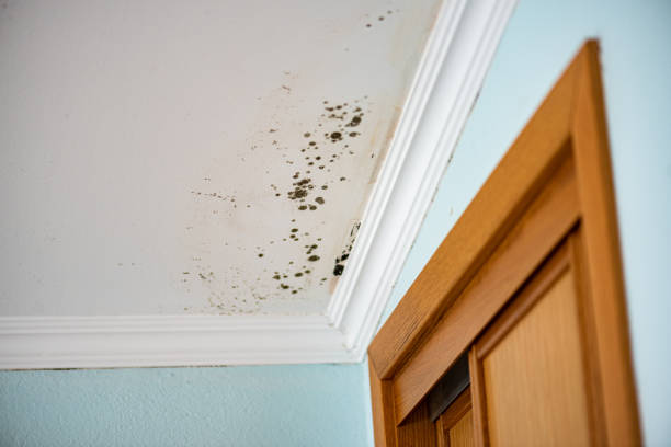 Best Fast Mold Removal  in Roberts, WI