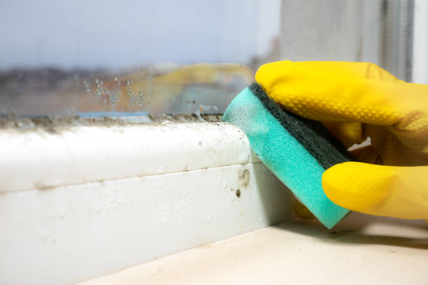 Best Mold Testing and Removal  in Roberts, WI