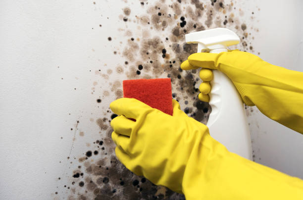 Best Mold Remediation  in Roberts, WI
