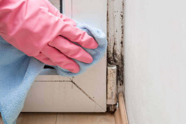 Best Affordable Mold Removal  in Roberts, WI